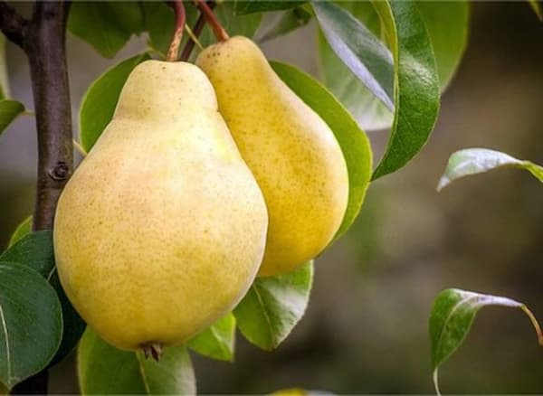 تصویر 1 از خرید و قیمت گلابی جنگلی سردشت + فروش عمده